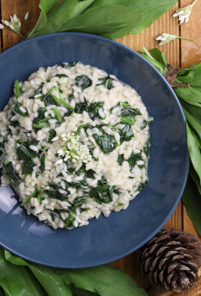 wild garlic risotto served on a plate, wild garlic leaves and flowers in the background